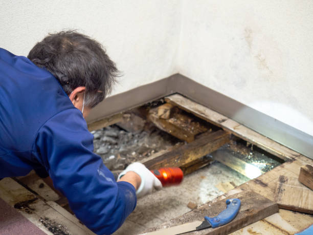 Best Fast Mold Removal  in Sumner, IL