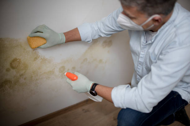 Mold Removal and Inspection in Sumner, IL