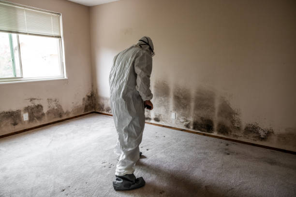 Best Mold Inspection  in Sumner, IL