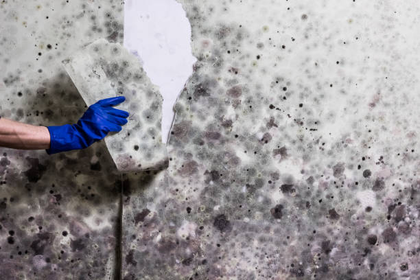 Best Emergency Mold Removal  in Sumner, IL