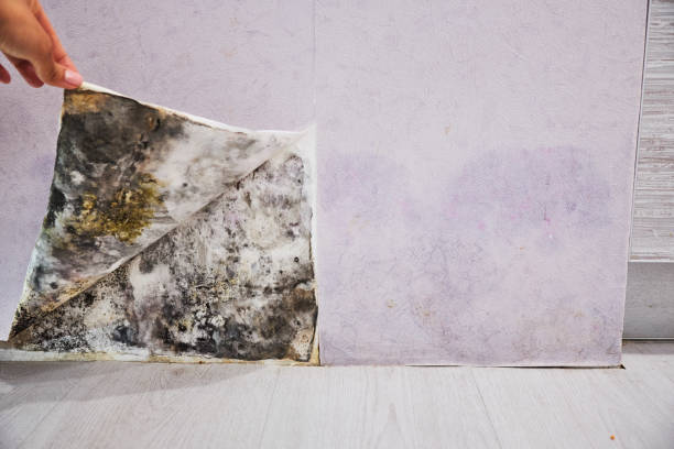 Best Mold Testing  in Sumner, IL